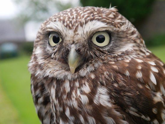 Shieldaig Falconry