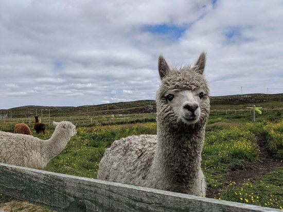 Callanish Alpacas