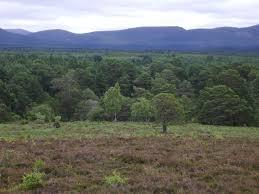 Rothiemurchus