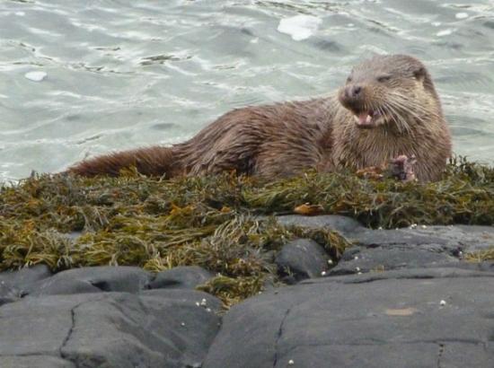 Mull Magic Wildlife - Day Tours