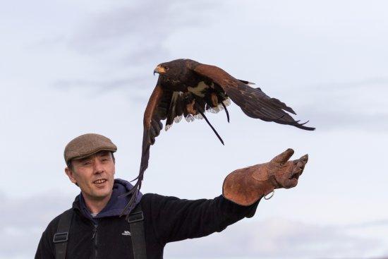 Skye Bird of Prey Experience