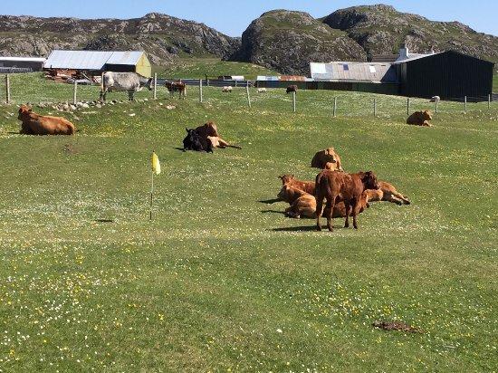 Golf on Iona