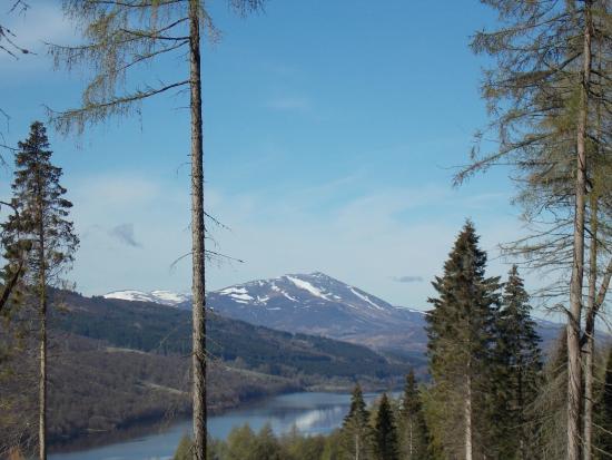 Allean Forest