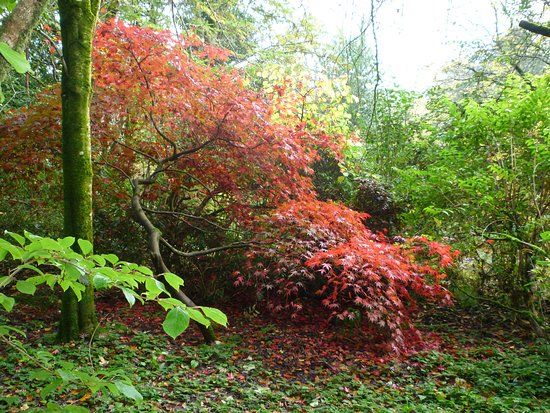 Cluny House Gardens